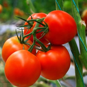 تصویر 1 از خرید گوجه صادراتی + قیمت فروش استثنایی